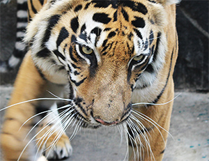 Central Aceh Resort Police Arrests 5 Tiger Skin Traders (March 14, 2025)